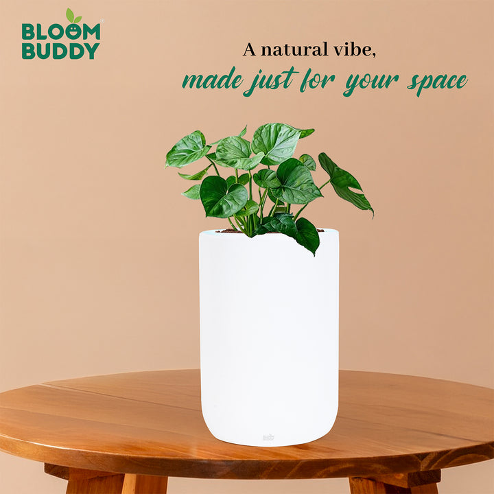 Bloom Buddy Indoor Decorative Plant in Premium White Pot for Modern Ho ...