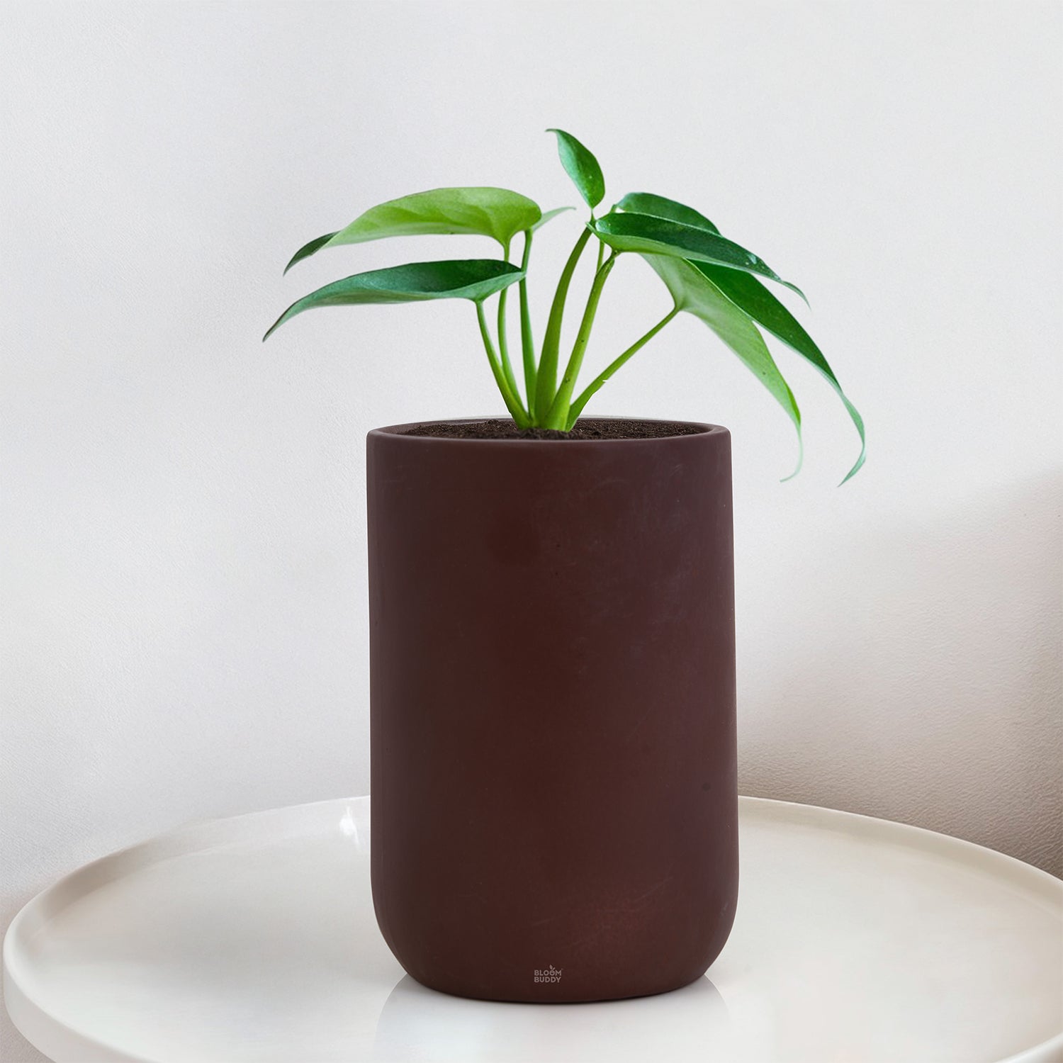 potatoDOIY ドーイ 花瓶 Bloom Collection Ceramic Pots – Bloom Buddy India