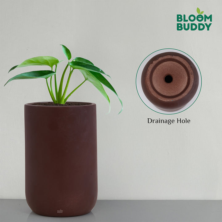 Bloom Buddy Indoor Decorative Plant with Premium Brown Planter Pot for ...