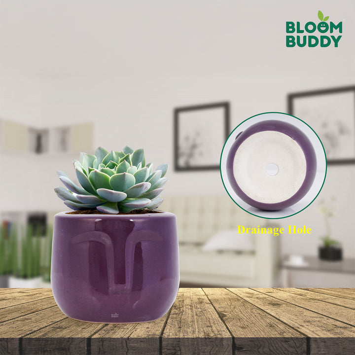 Bloom Buddy Ceramic Style Succulent Pot for Indoor Plants | Modern Dec ...