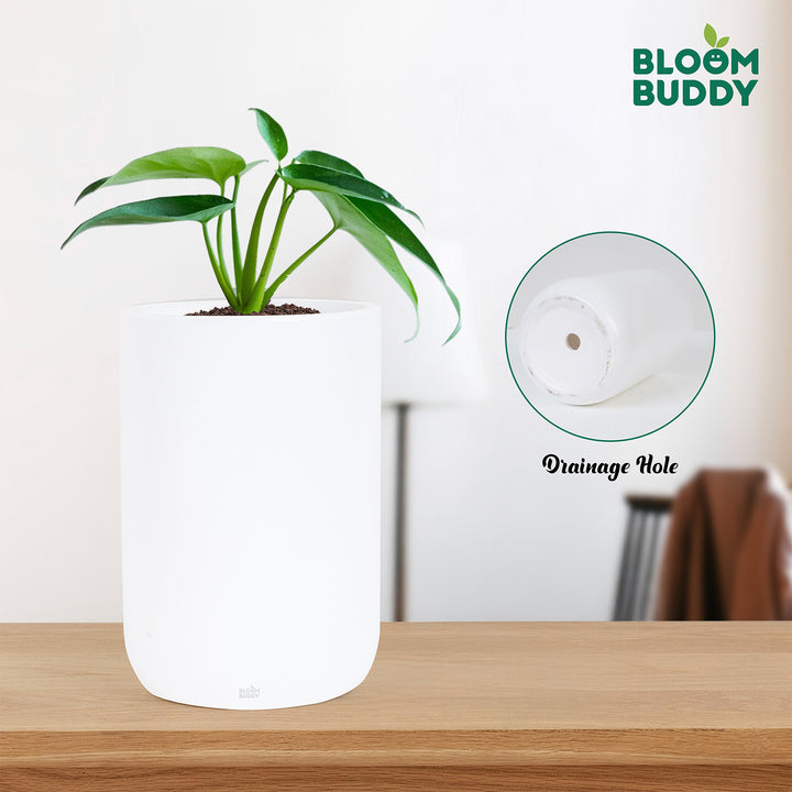 Bloom Buddy Indoor Decorative Plant in Premium White Pot for Modern Ho ...
