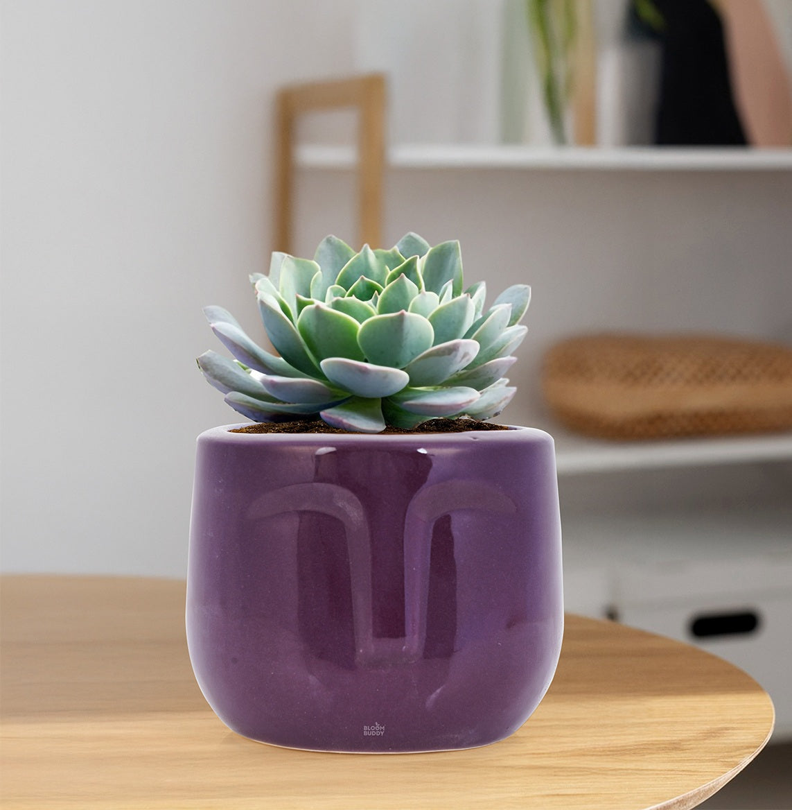 Ceramic Pots – Bloom Buddy India