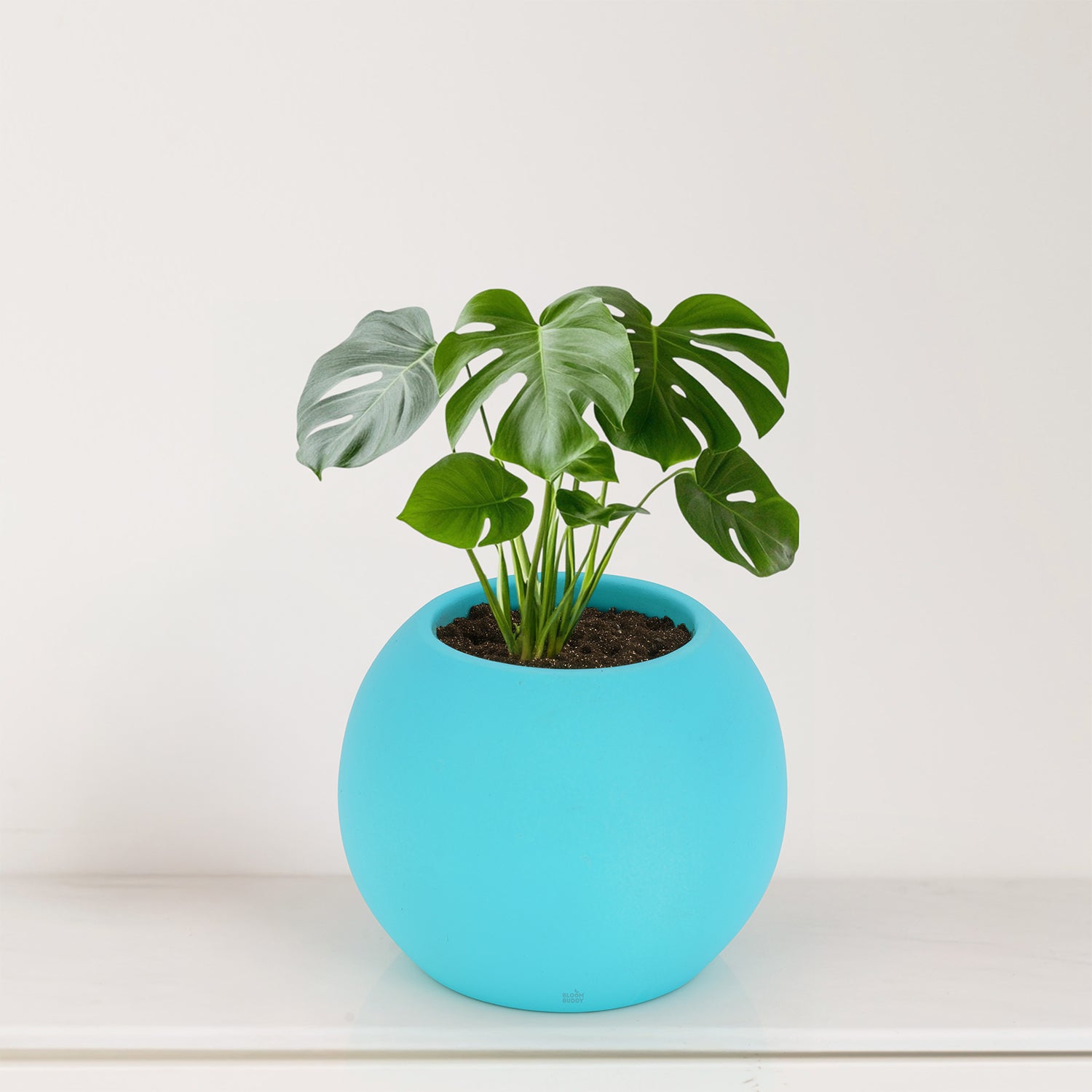 BLOOMBUDDY Bony Blue Mini Ceramic Planter – 9 cm Round | Aqua Blue Han ...