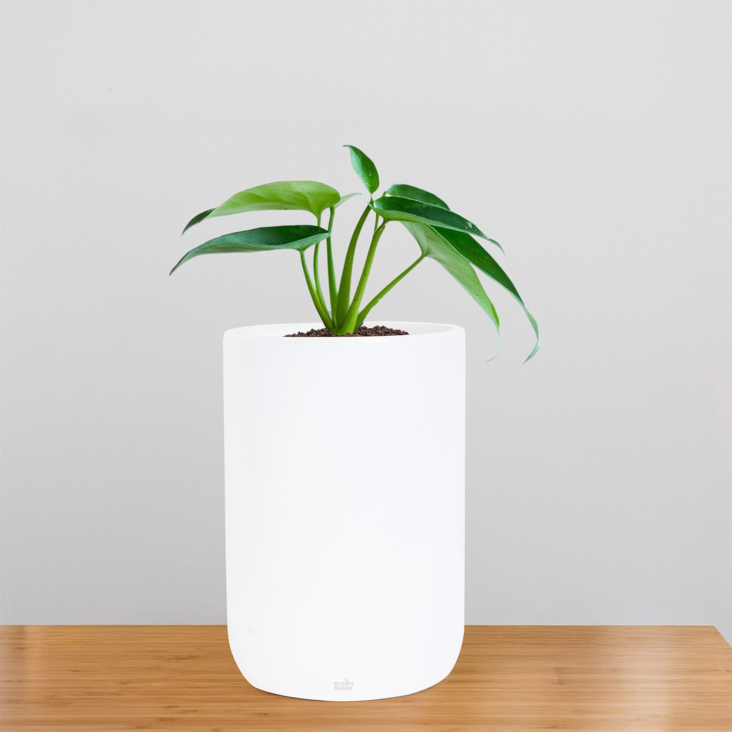 Ceramic Pots – Bloom Buddy India