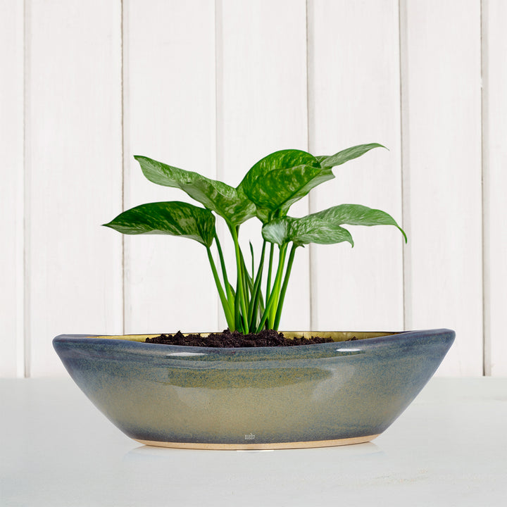 Bloom Buddy Big Boat Style Ceramic Pot (50x15cm) | Rectangular Pot for ...
