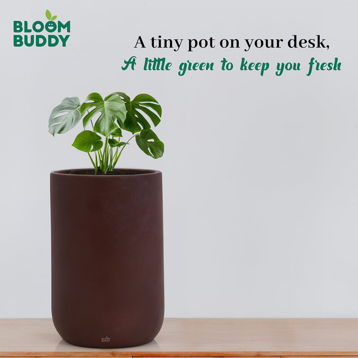 Bloom Buddy Indoor Decorative Plant with Premium Brown Planter Pot for ...