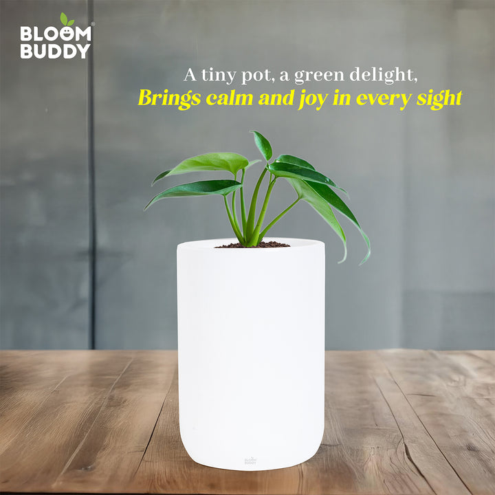 Bloom Buddy Indoor Decorative Plant in Premium White Pot for Modern Ho ...