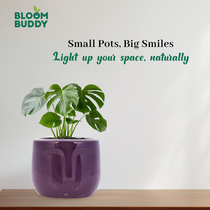 Bloom Buddy Ceramic Style Succulent Pot for Indoor Plants | Modern Dec ...