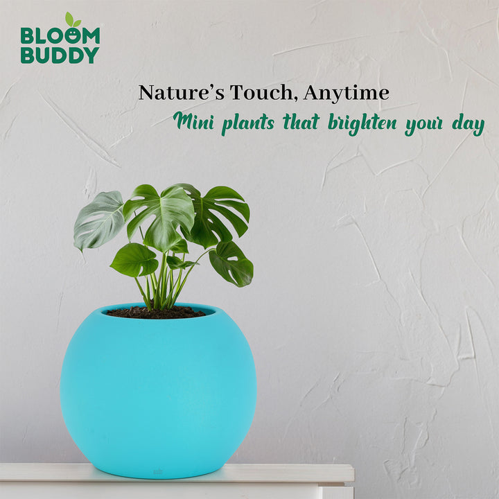 BLOOMBUDDY Bony Blue Mini Ceramic Planter – 9 cm Round | Aqua Blue Han ...