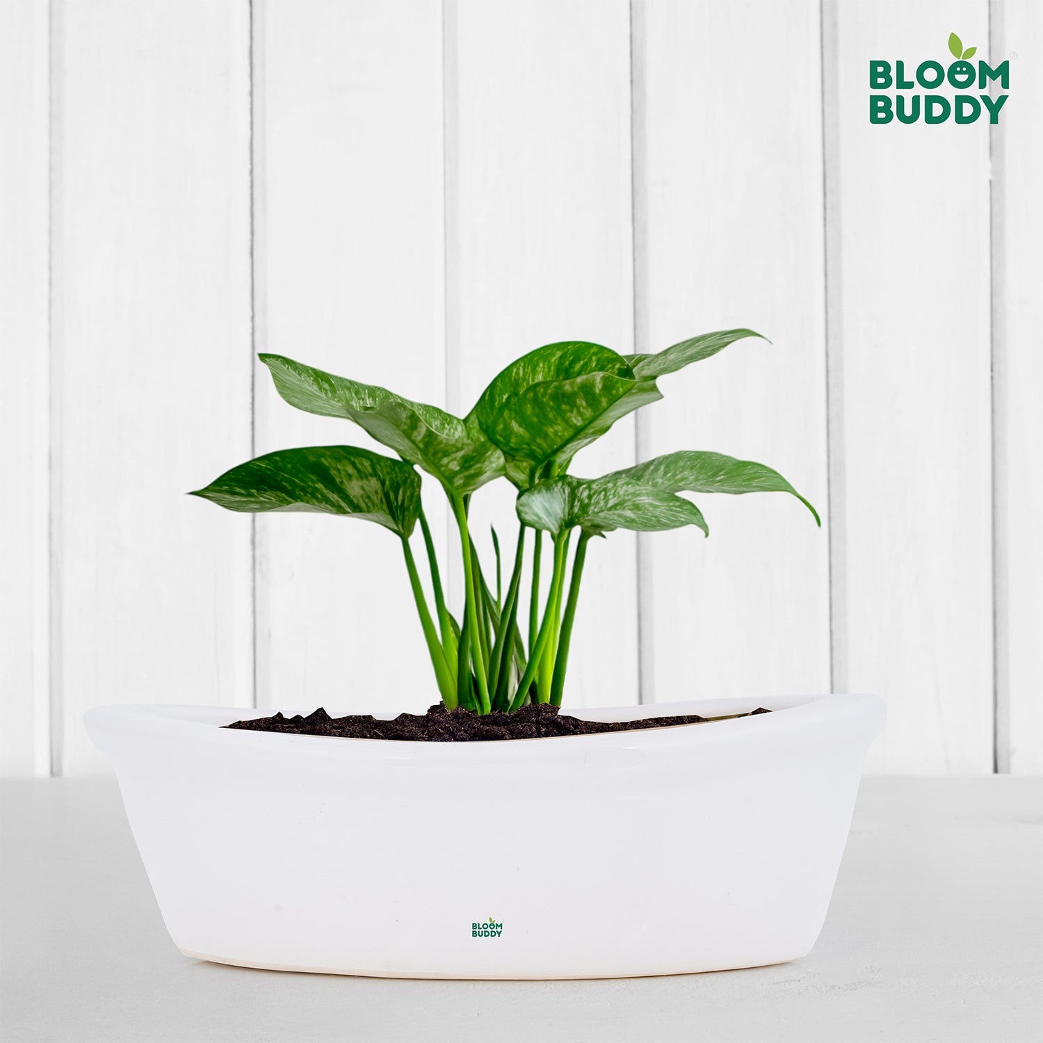 Ceramic Pots – Bloom Buddy India